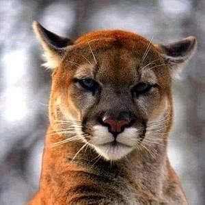 Meet your Posher, Jesse